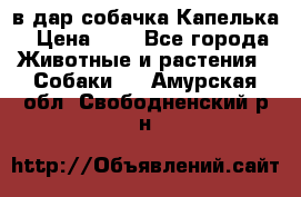 в дар собачка Капелька › Цена ­ 1 - Все города Животные и растения » Собаки   . Амурская обл.,Свободненский р-н